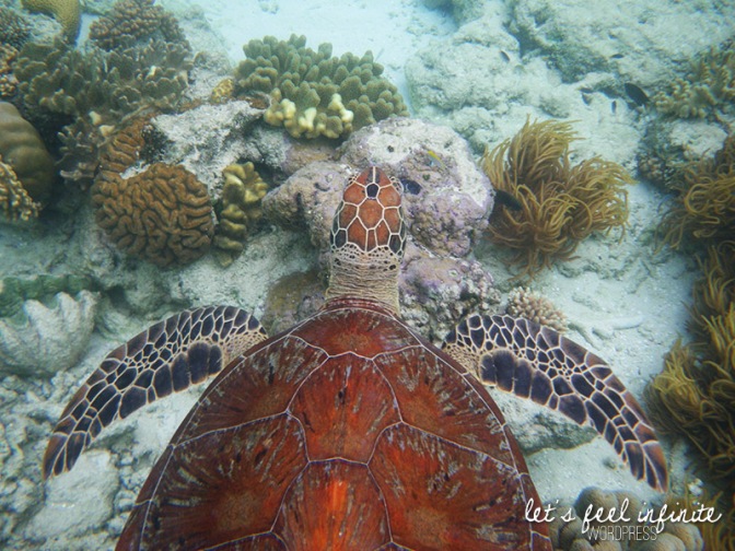 Grande Barrière de Corail - Juste au dessus d'une grande tortue de mer