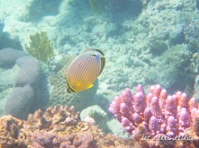 Grande Barrière de Corail - Poisson à rayures jaunes