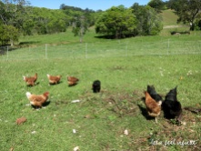 Wybalena Farm - Les poules